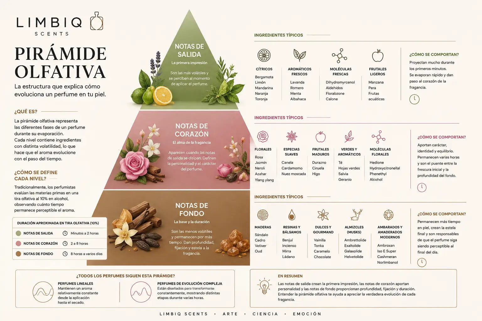 Pirámide Olfativa: Qué es, cómo funciona y por qué cambia el aroma de tu perfume
