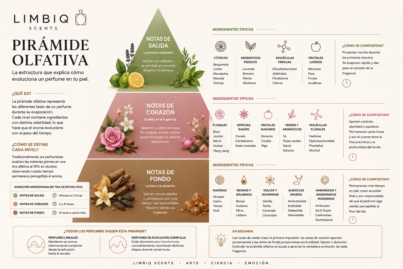 Pirámide Olfativa: Qué es, cómo funciona y por qué cambia el aroma de tu perfume
